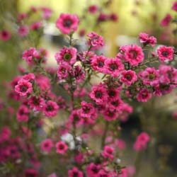 Arbre à thé Rouge, Manuka Rouge / Leptospermum scoparium rubra